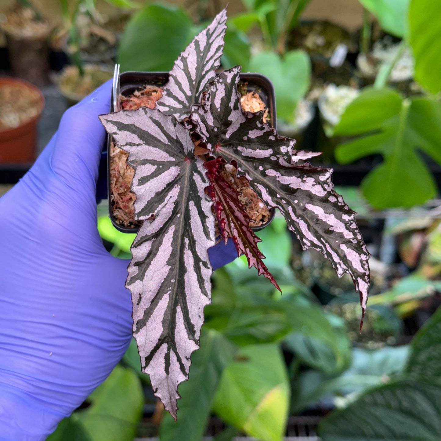 Begonia Guy Savard