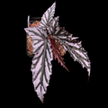 Begonia Guy Savard