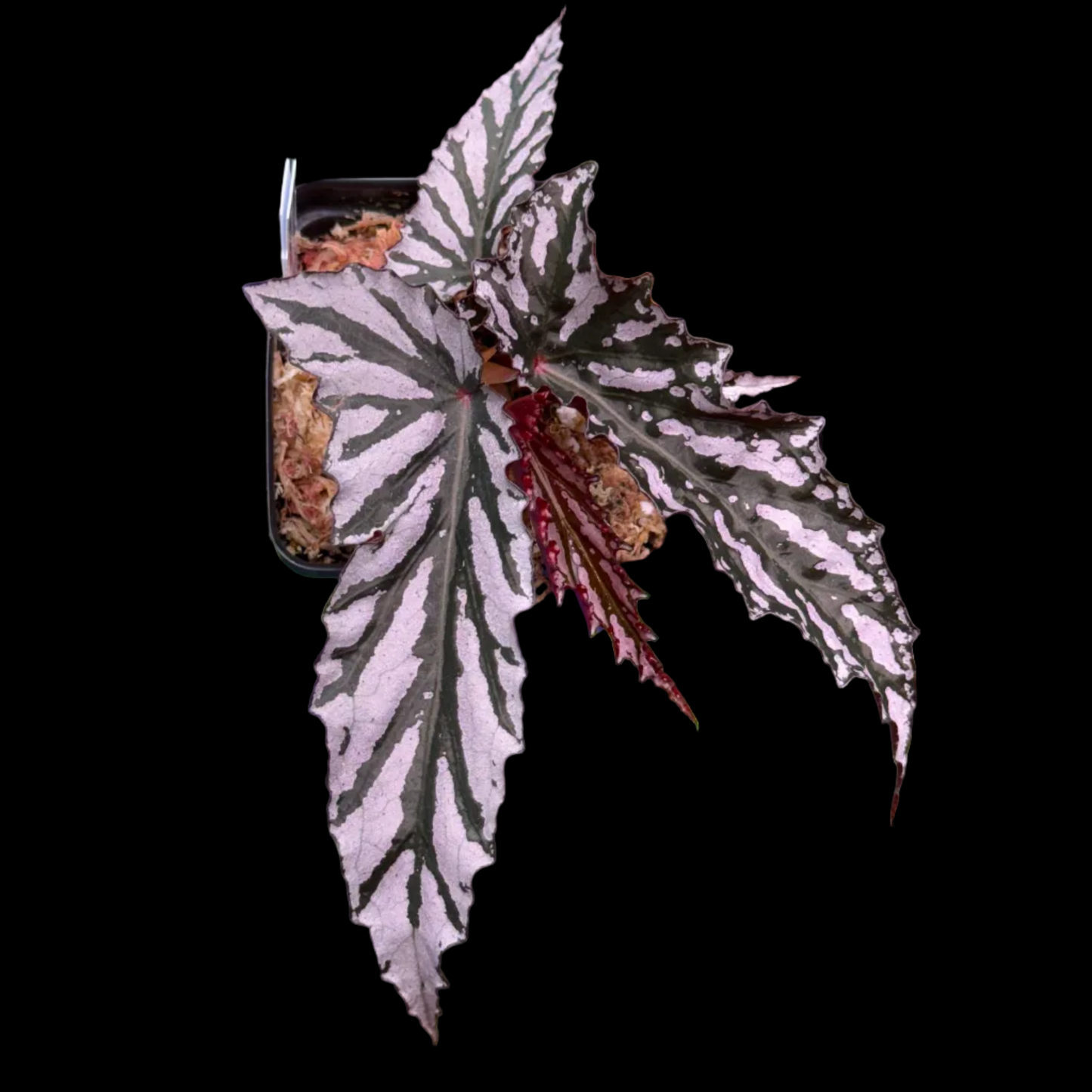 Begonia Guy Savard