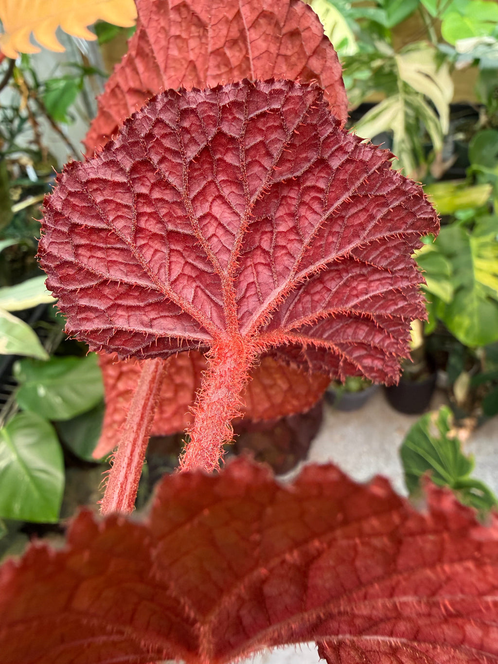 Begonia Betsy
