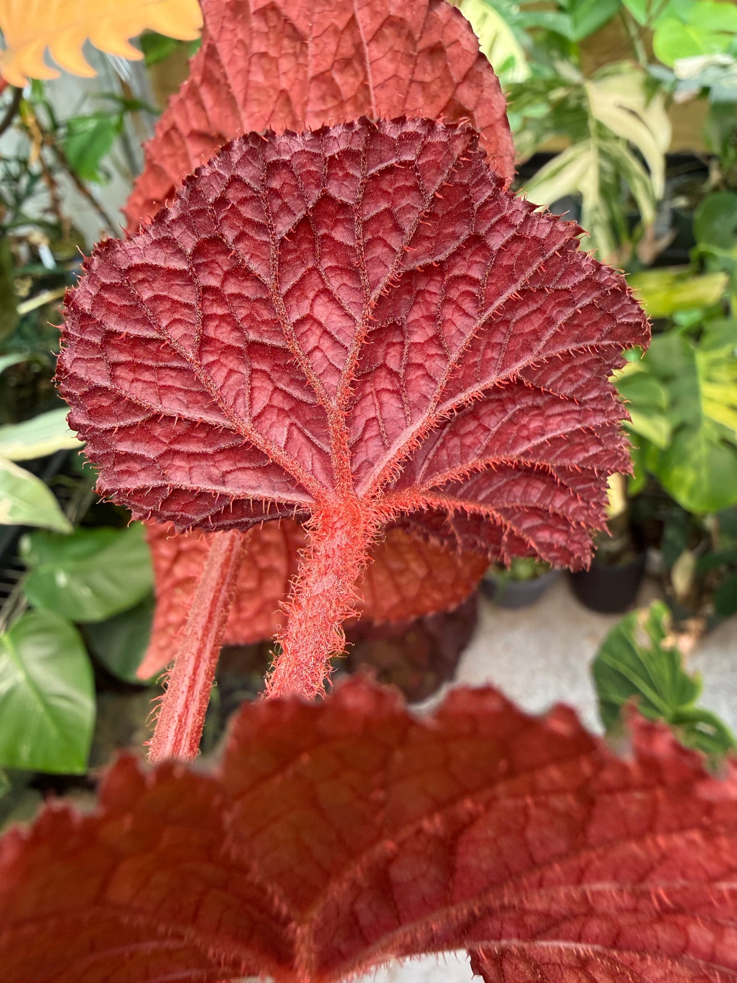 Begonia Betsy