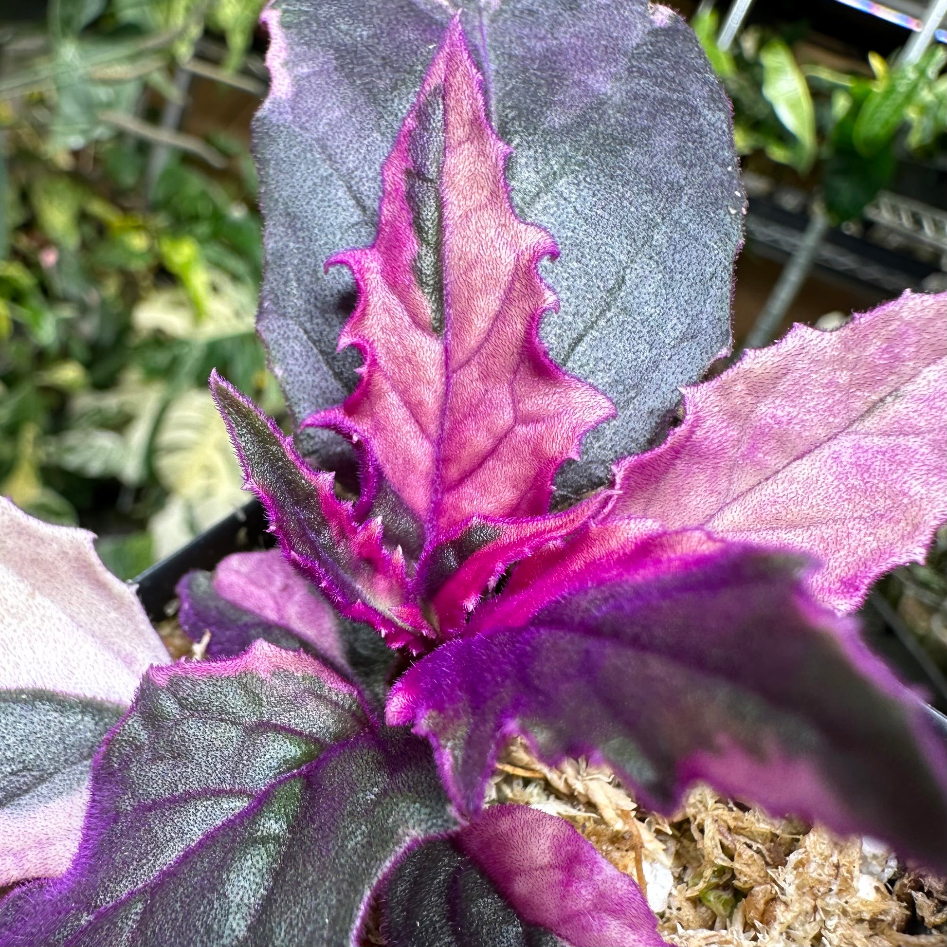 purple passion indoor plant Variegated Purple Passion Plant