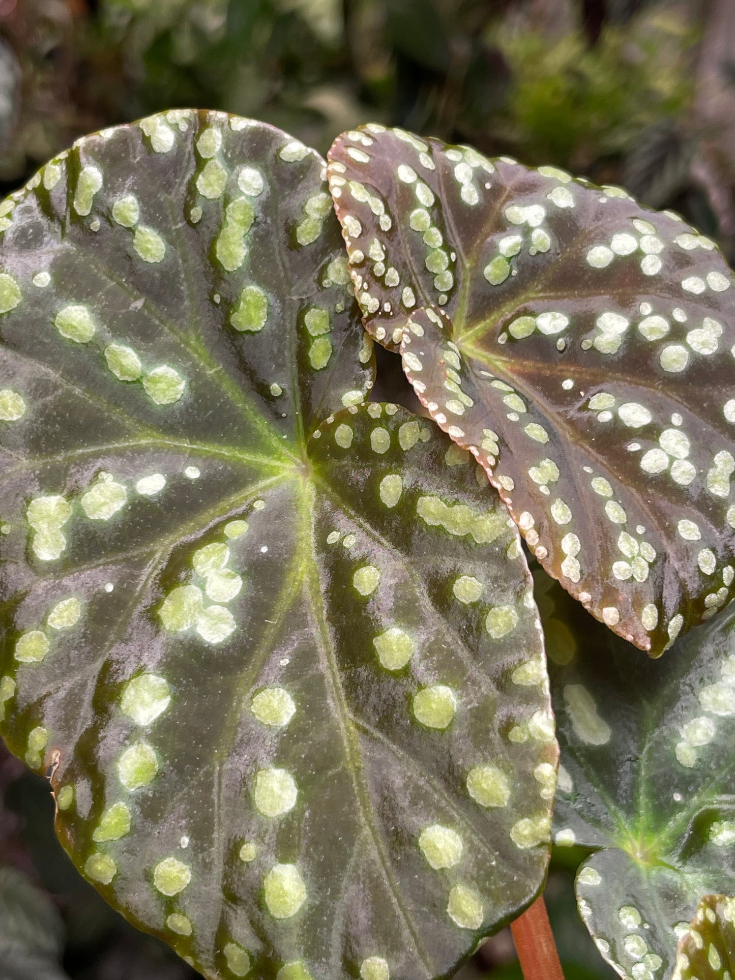 Begonia U641