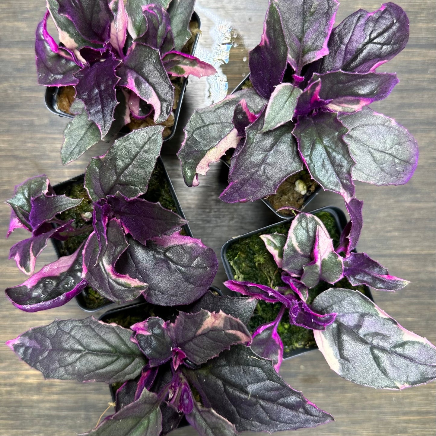 Variegated Purple Passion Plant | Gynura Aurantiaca