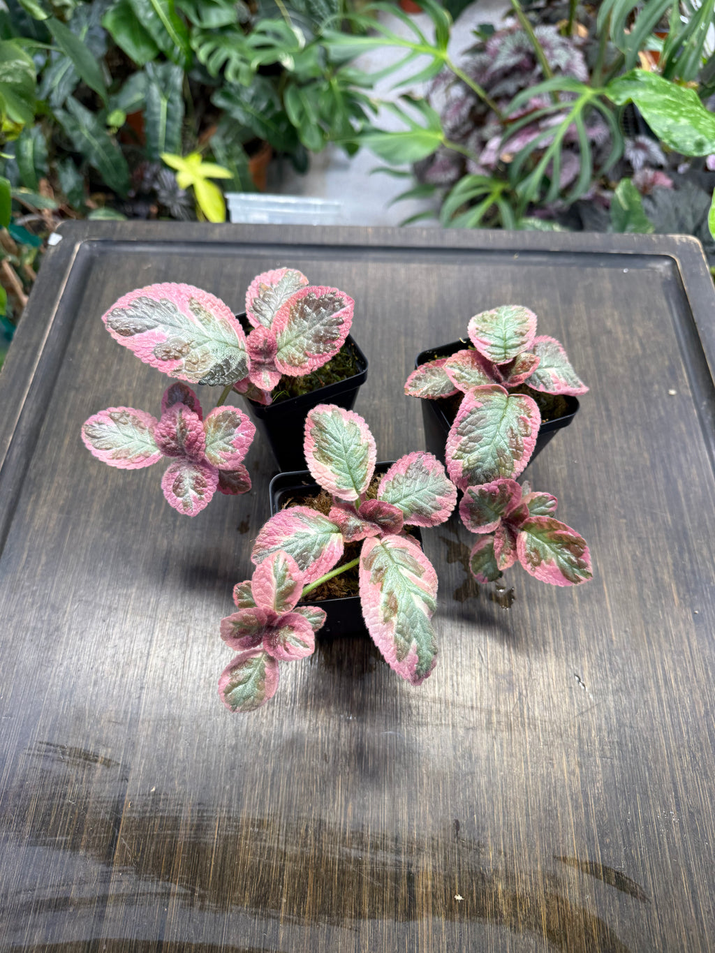 Episcia ‘Cleopatra’