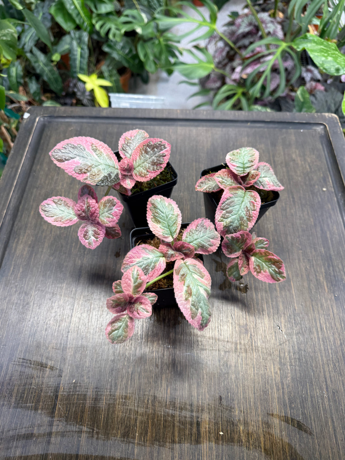 Episcia ‘Cleopatra’