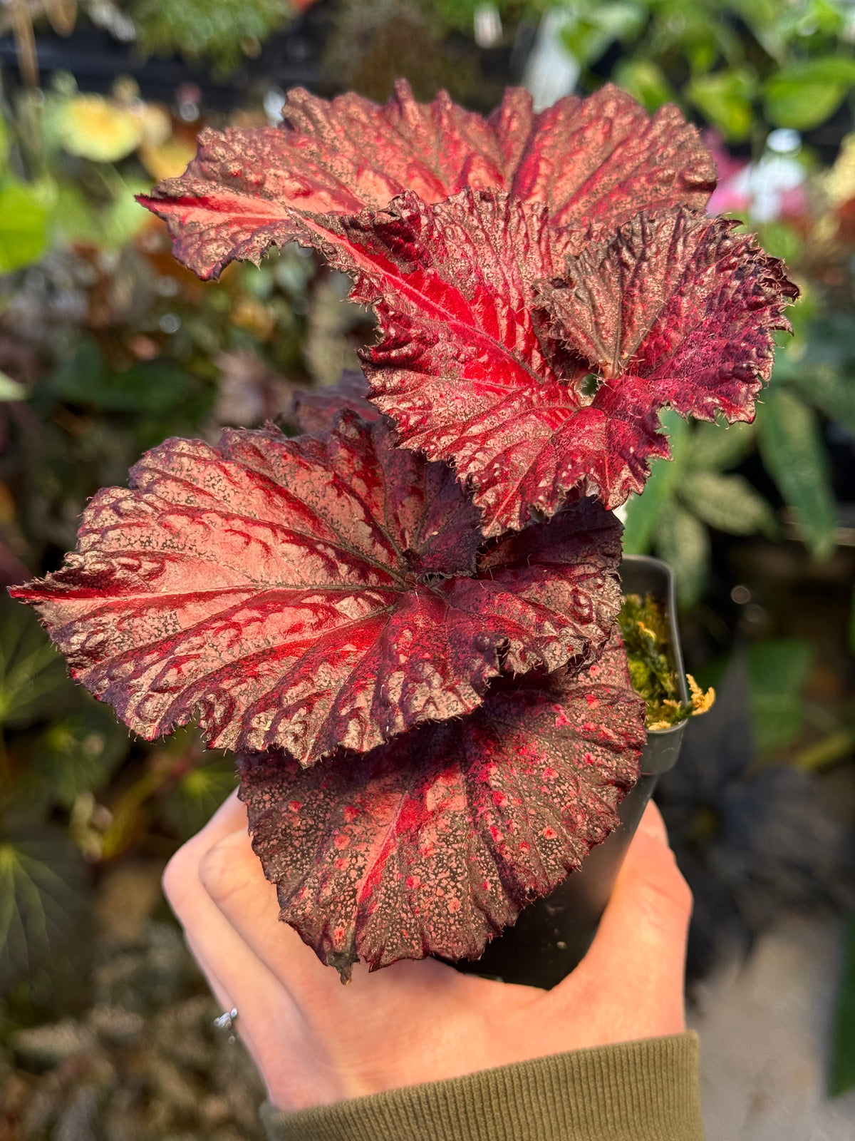 Begonia Harmony's Love Hurts