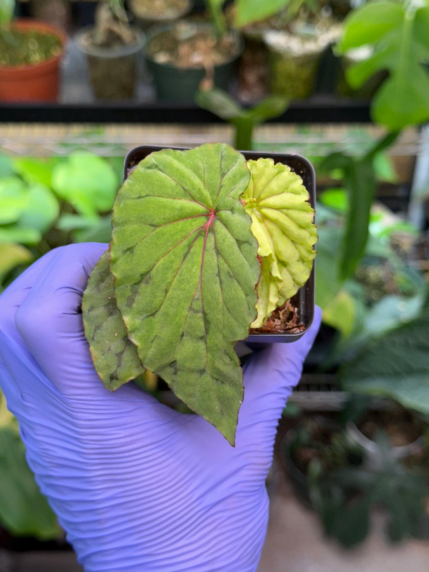 Begonia U038