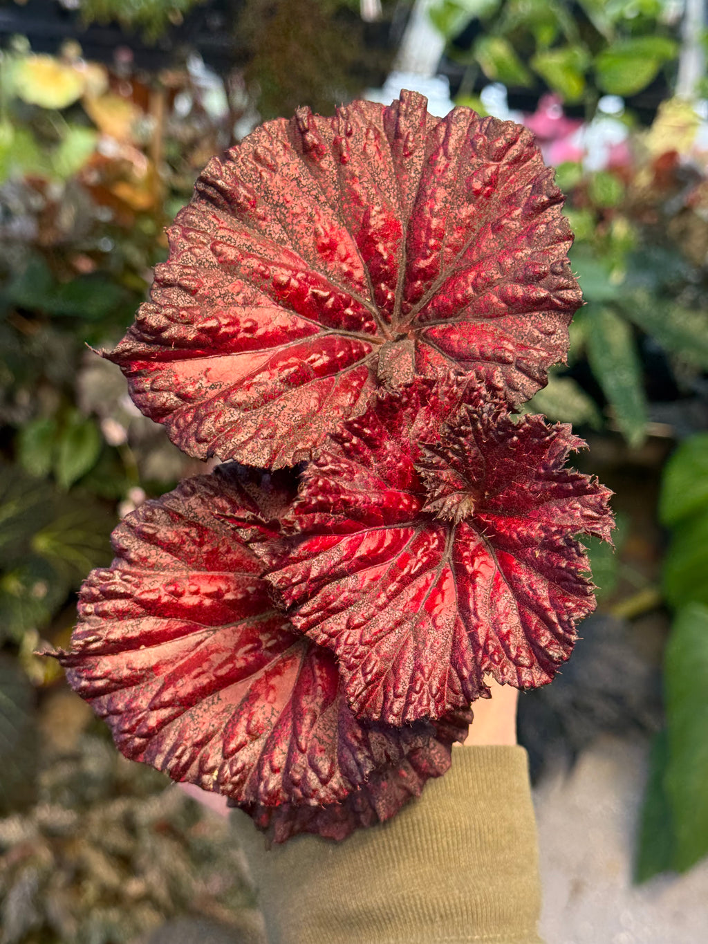 Begonia Harmony's Love Hurts