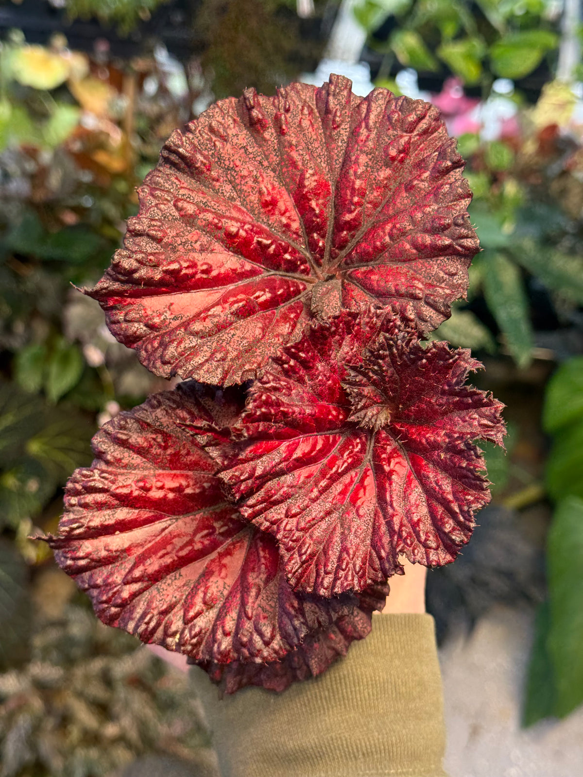 Begonia Harmony's Love Hurts