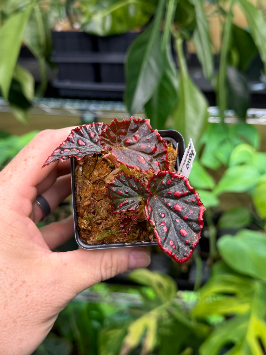 Begonia darthvaderiana x negrosensis