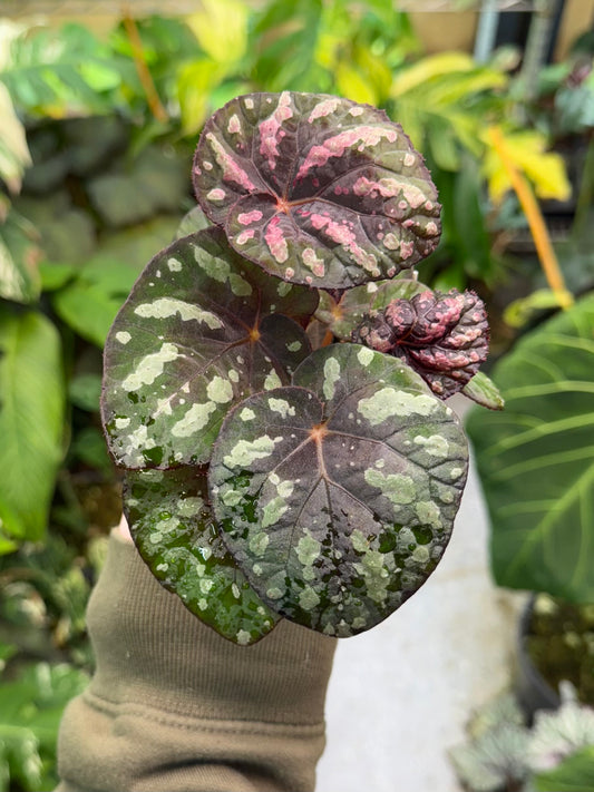 Begonia Steve's Leaves Bumble Bee