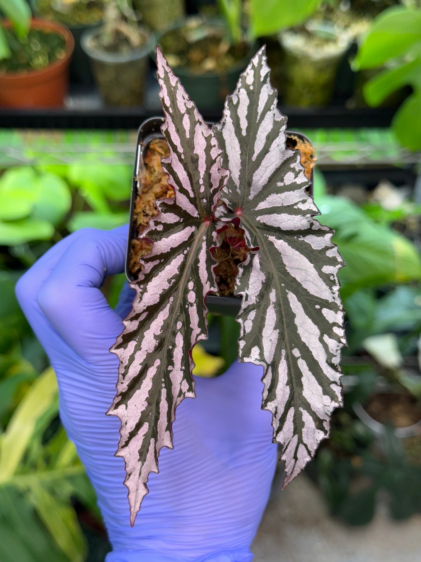 Begonia Guy Savard