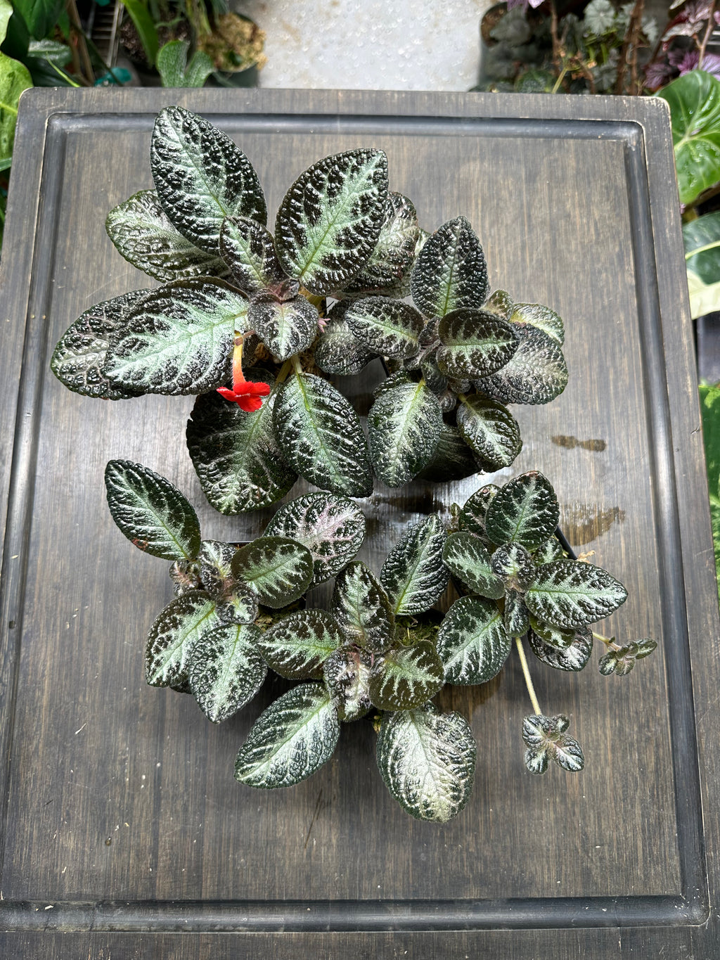 Episcia 'Chocolate Soldier'