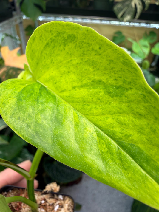 Epipremnum aureum Teruno 'Carnival' #6