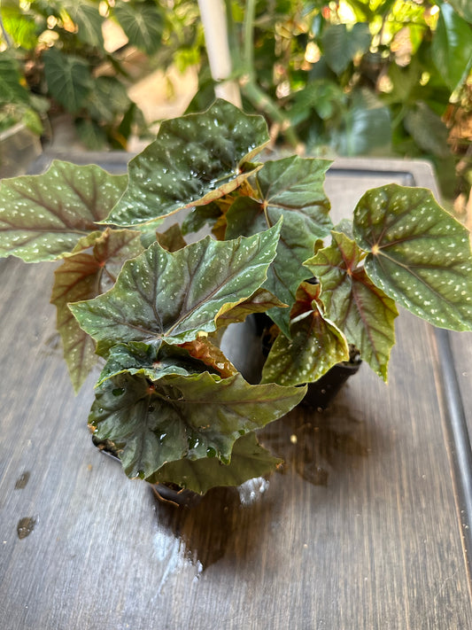 Begonia Lubbergei