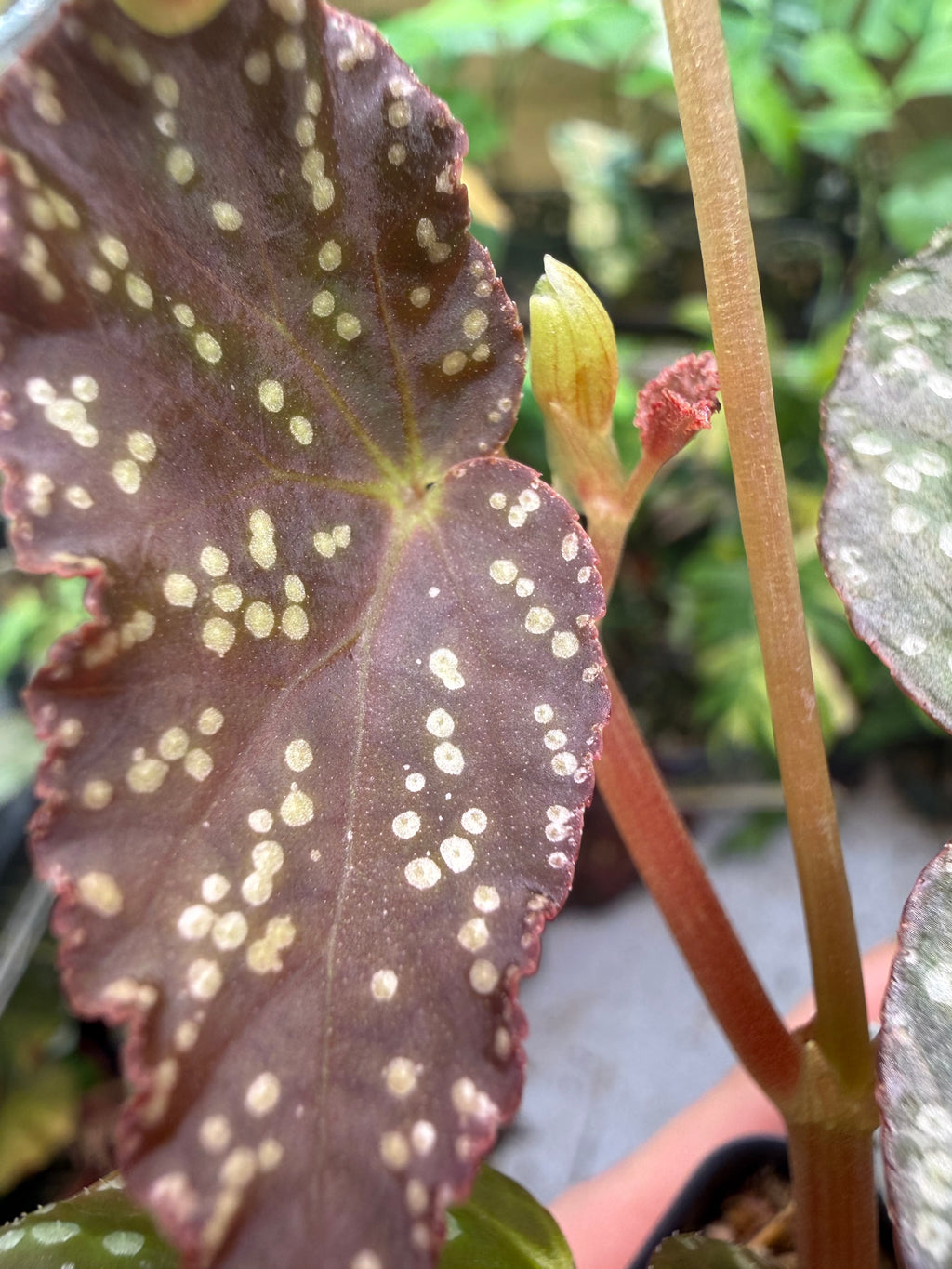 Begonia Moona