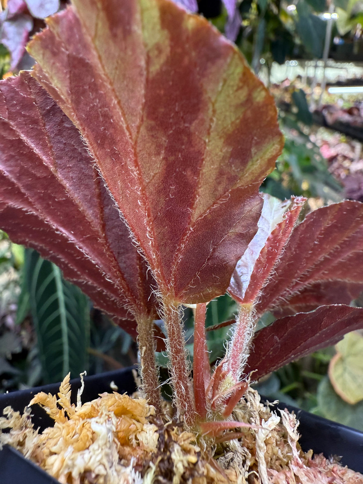 Begonia truncatifolia