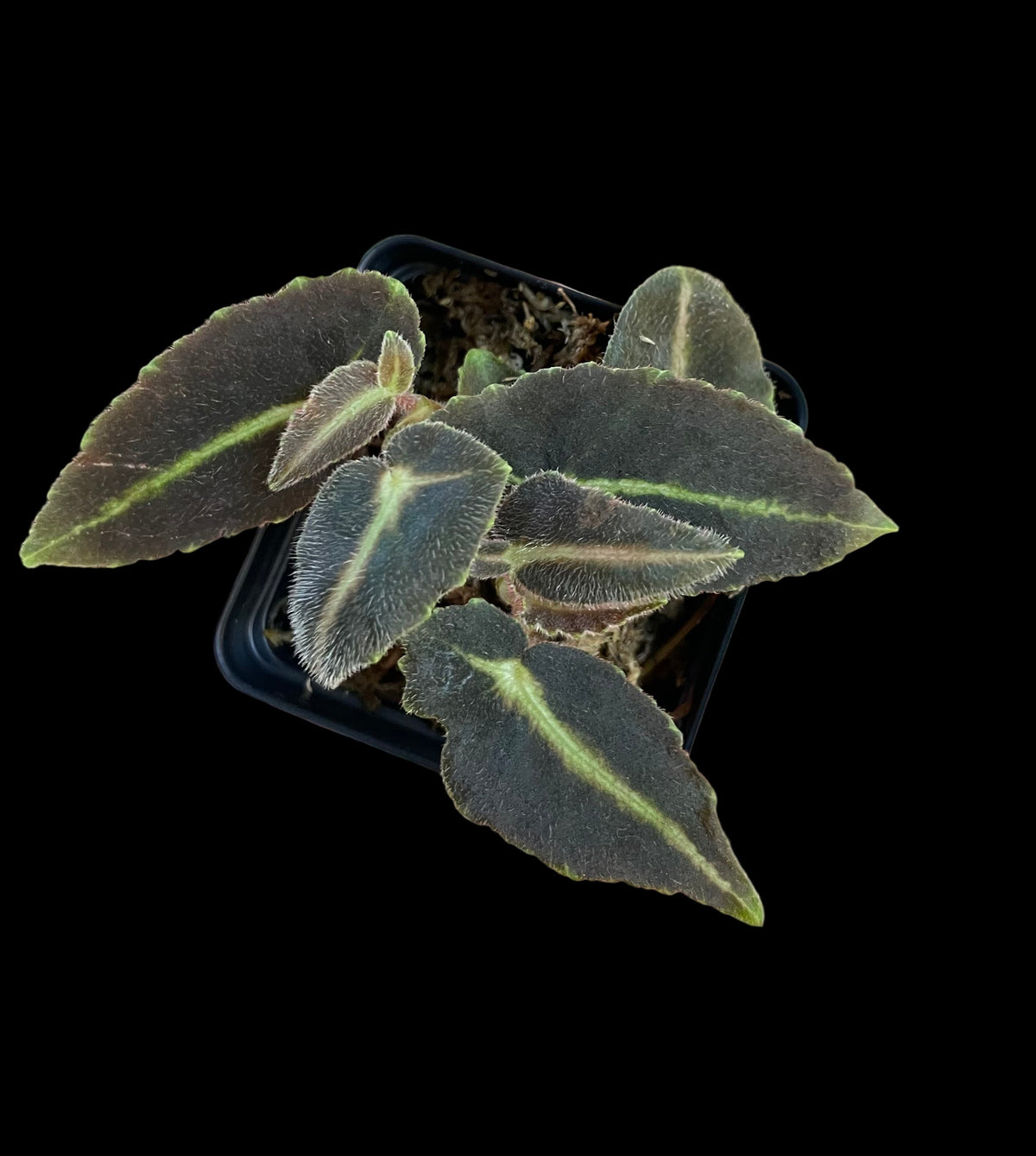 Begonia Listada