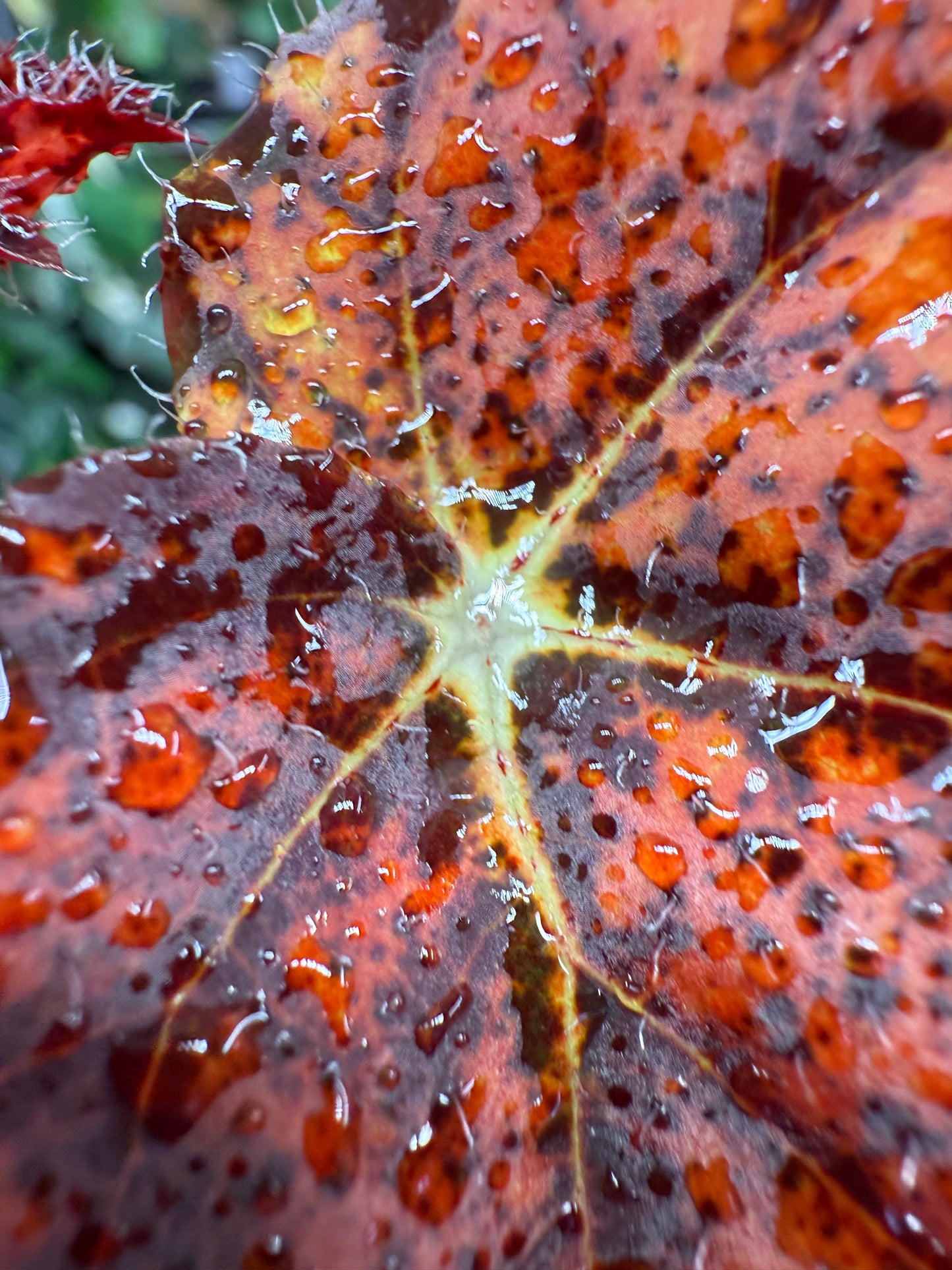 Begonia Fall Fashion