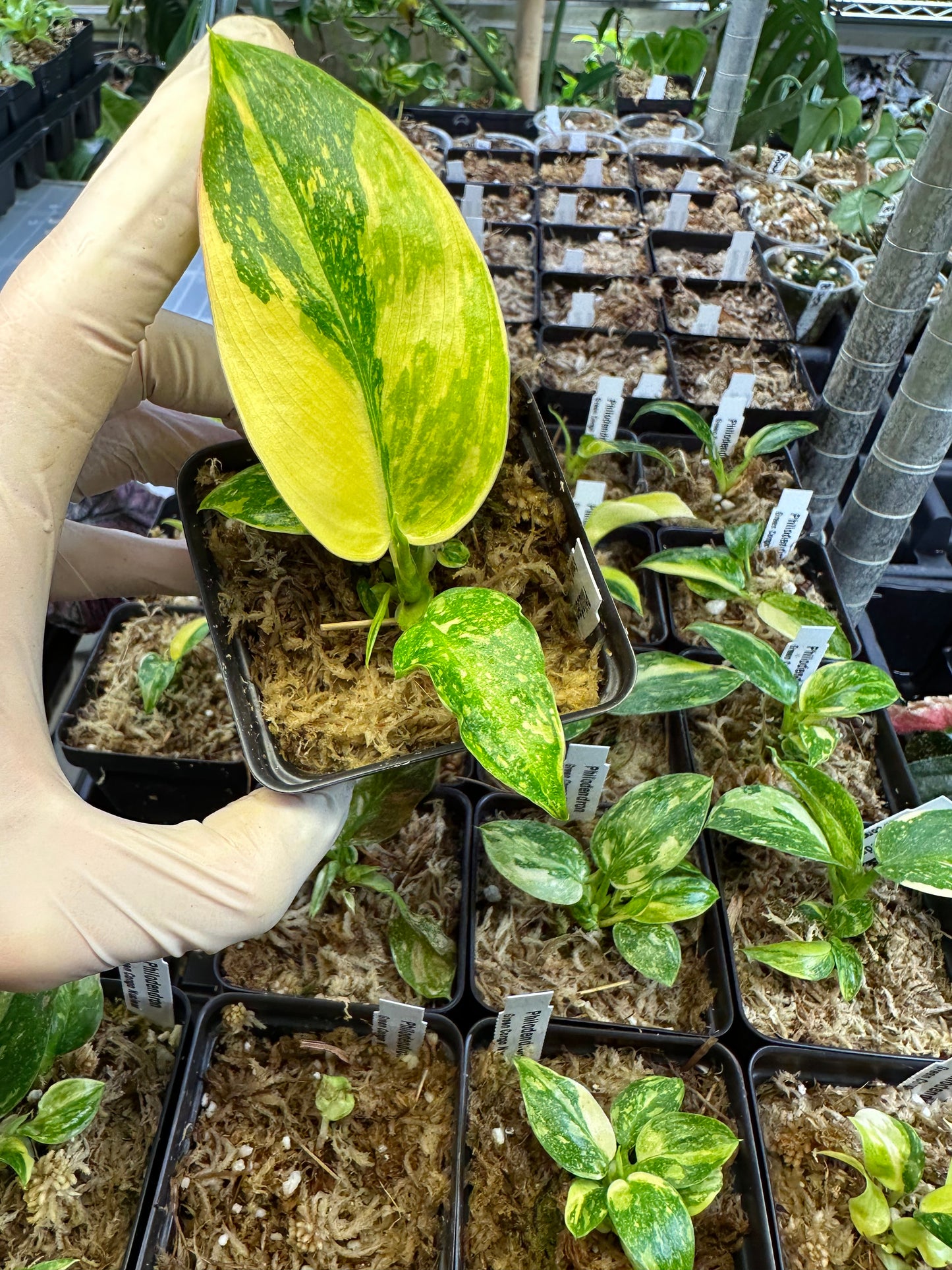 Philodendron 'Green Congo Nuclear Variegated'