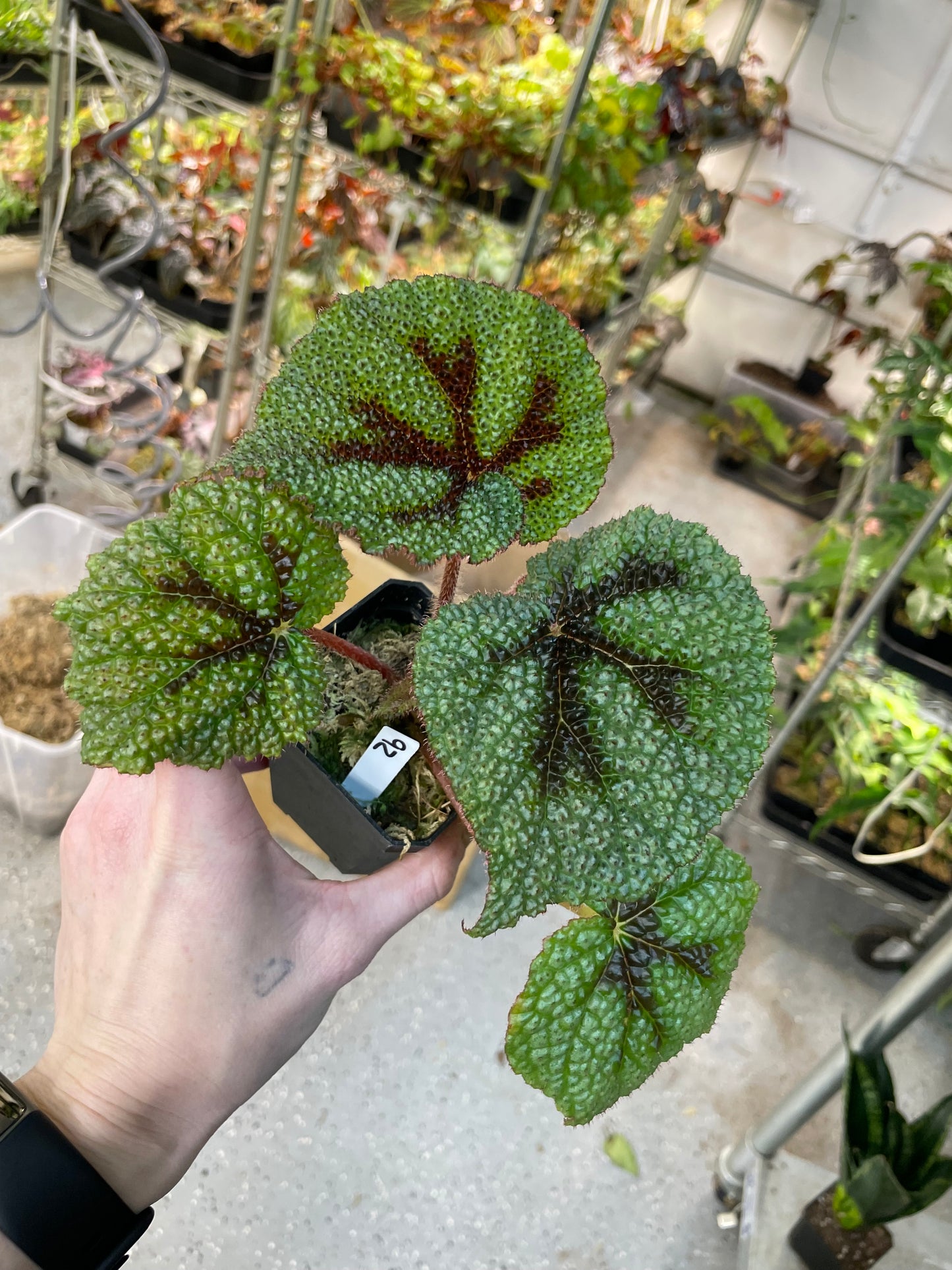 Begonia Masoniana Tricolor