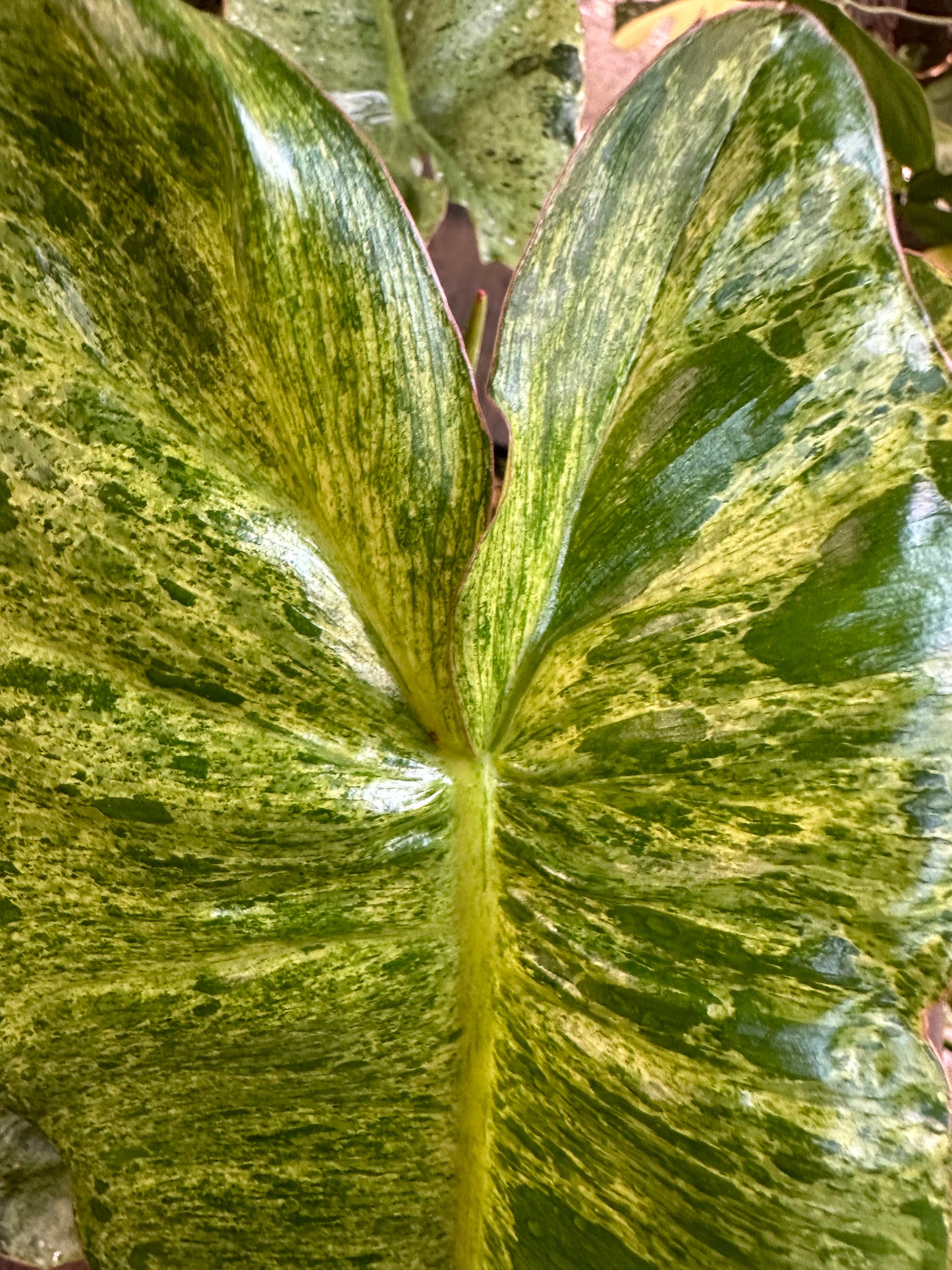 PURGE Philodendron Parasio Verde