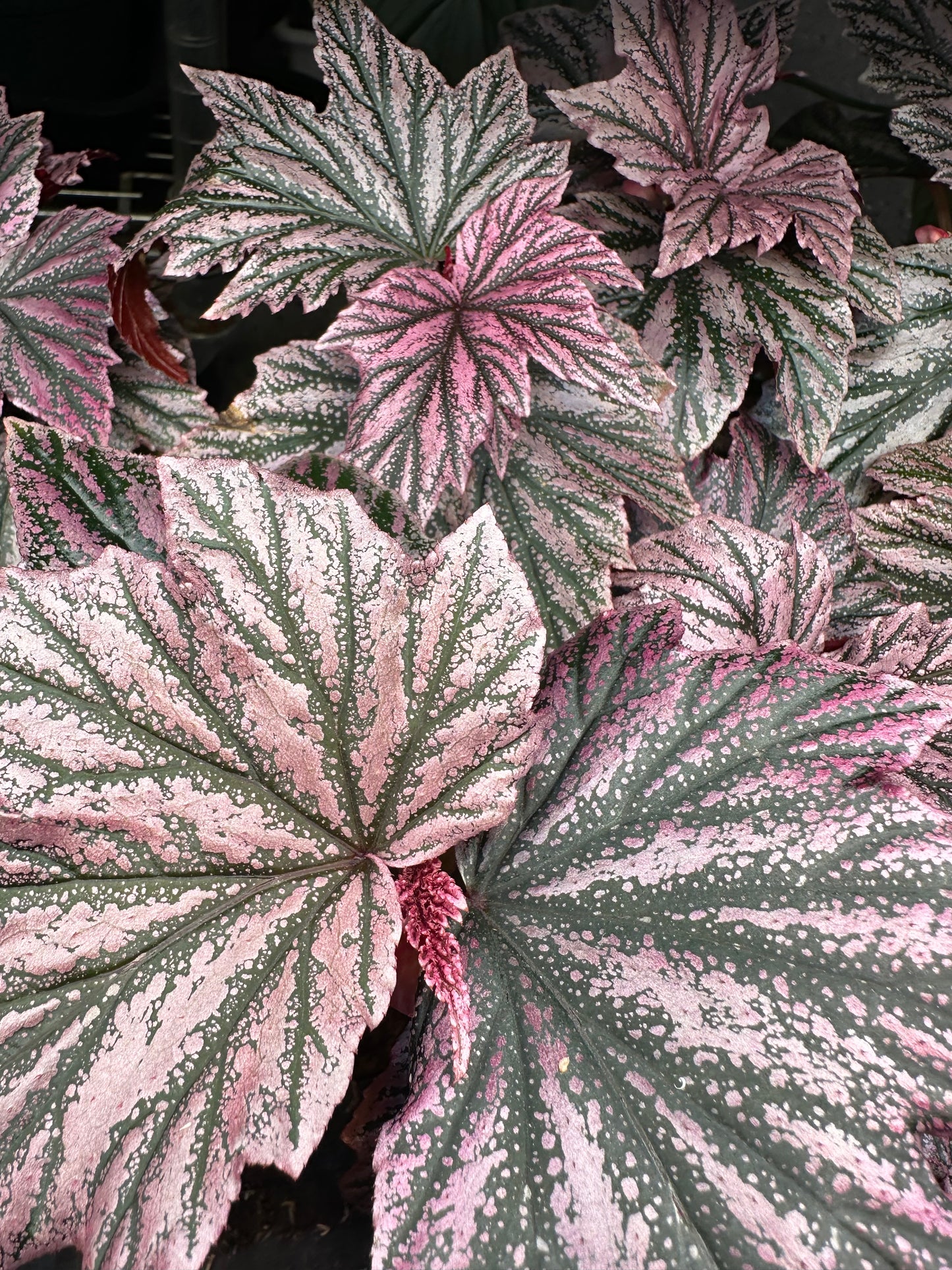 Begonia Pink Minx