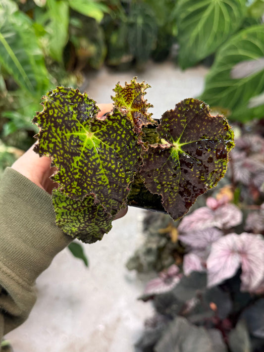 Begonia Deco Checks