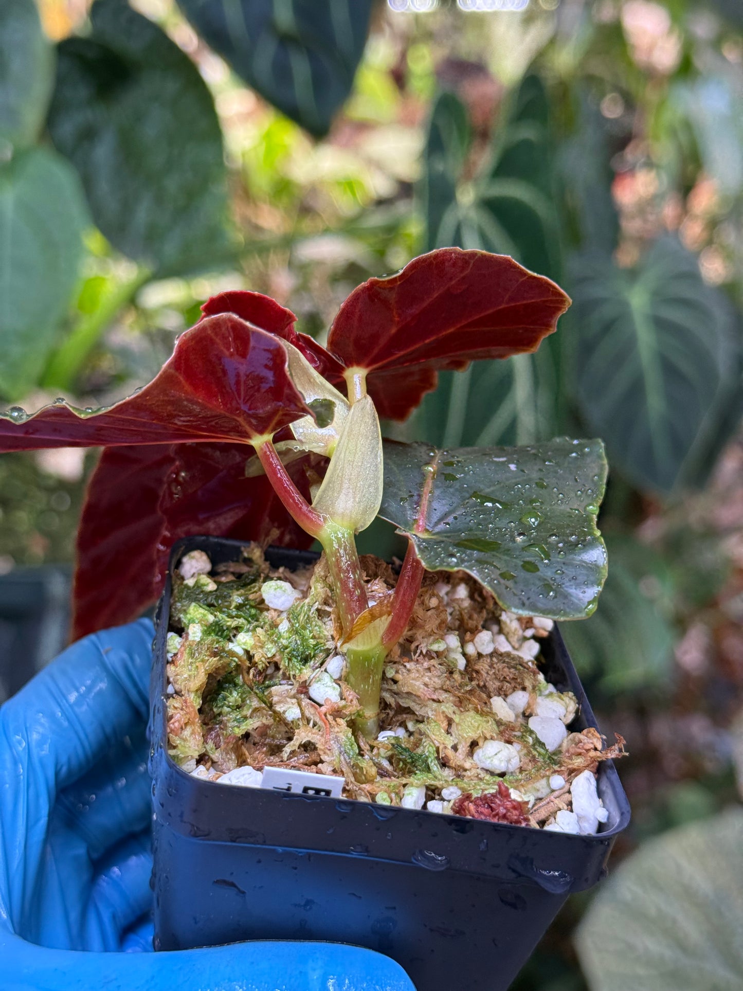 Begonia Torch