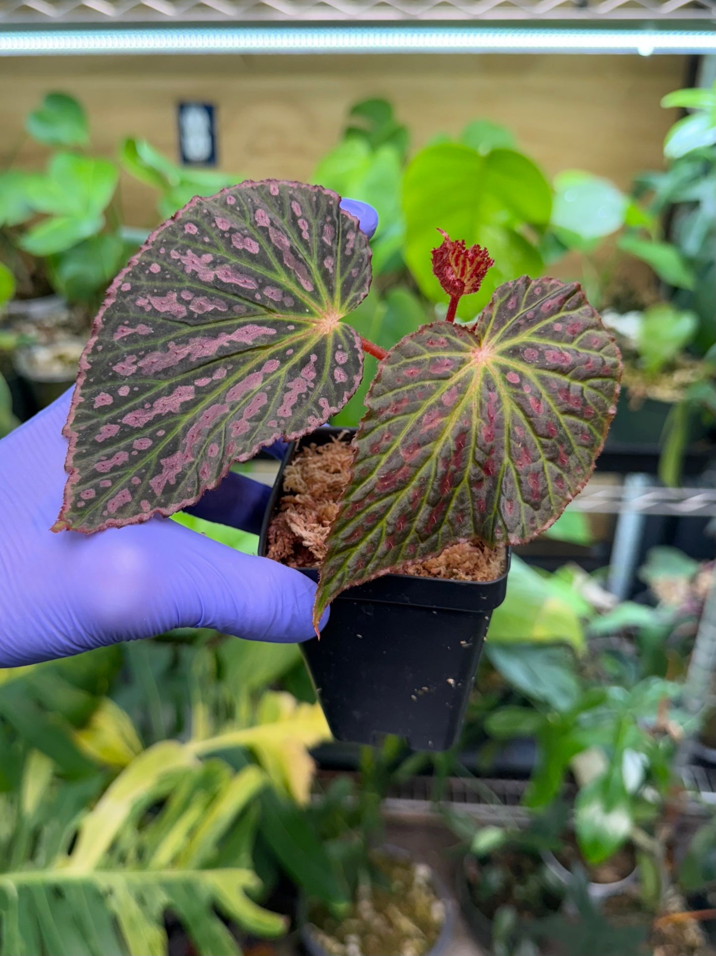 Begonia Chlorosticta x Chloroneura