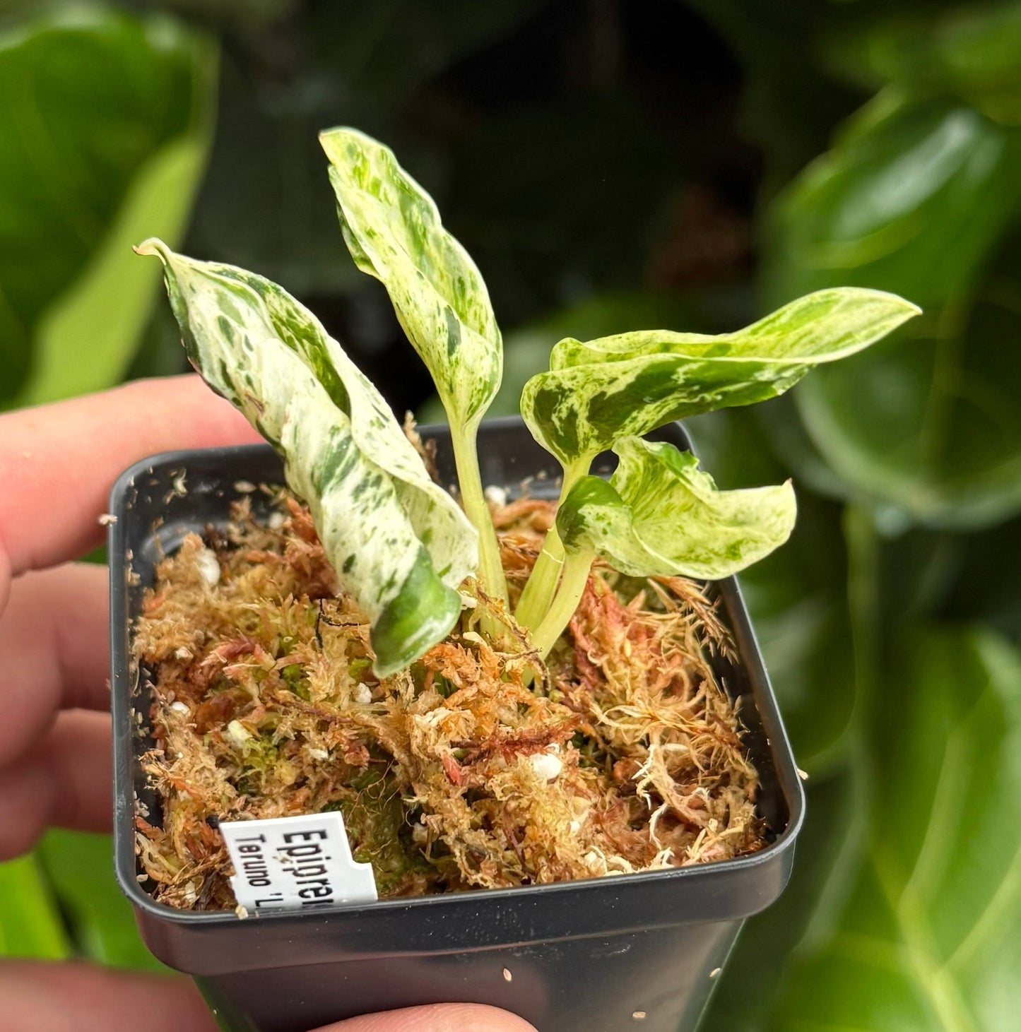 Epipremnum aureum Teruno 'Love Song' #18