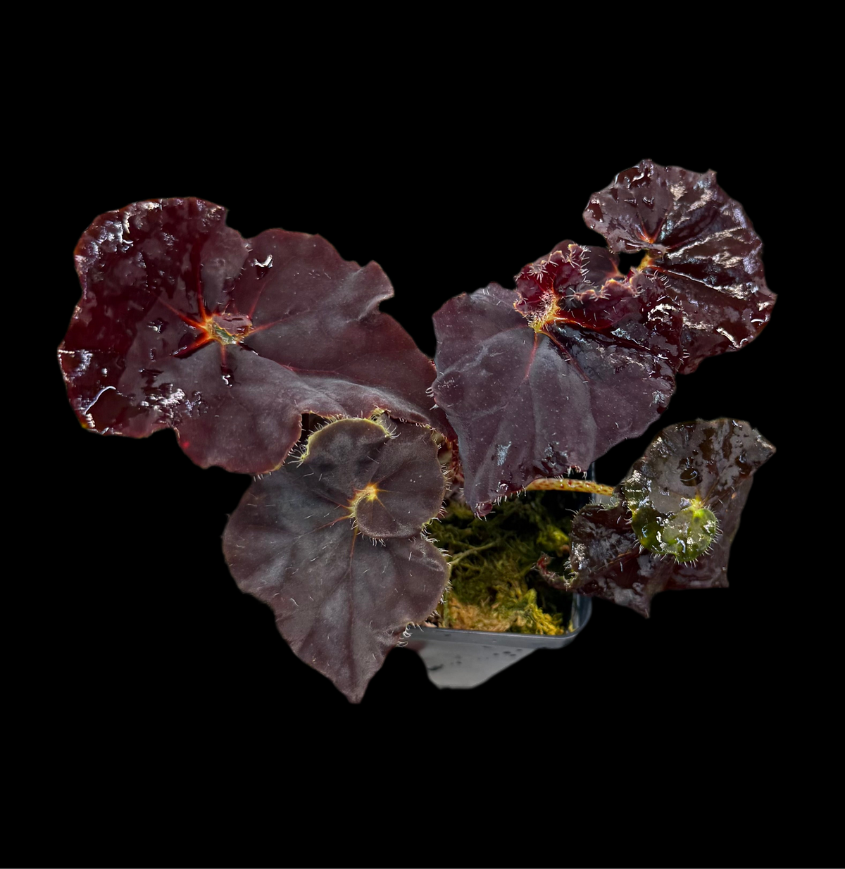 Begonia Angel Glow