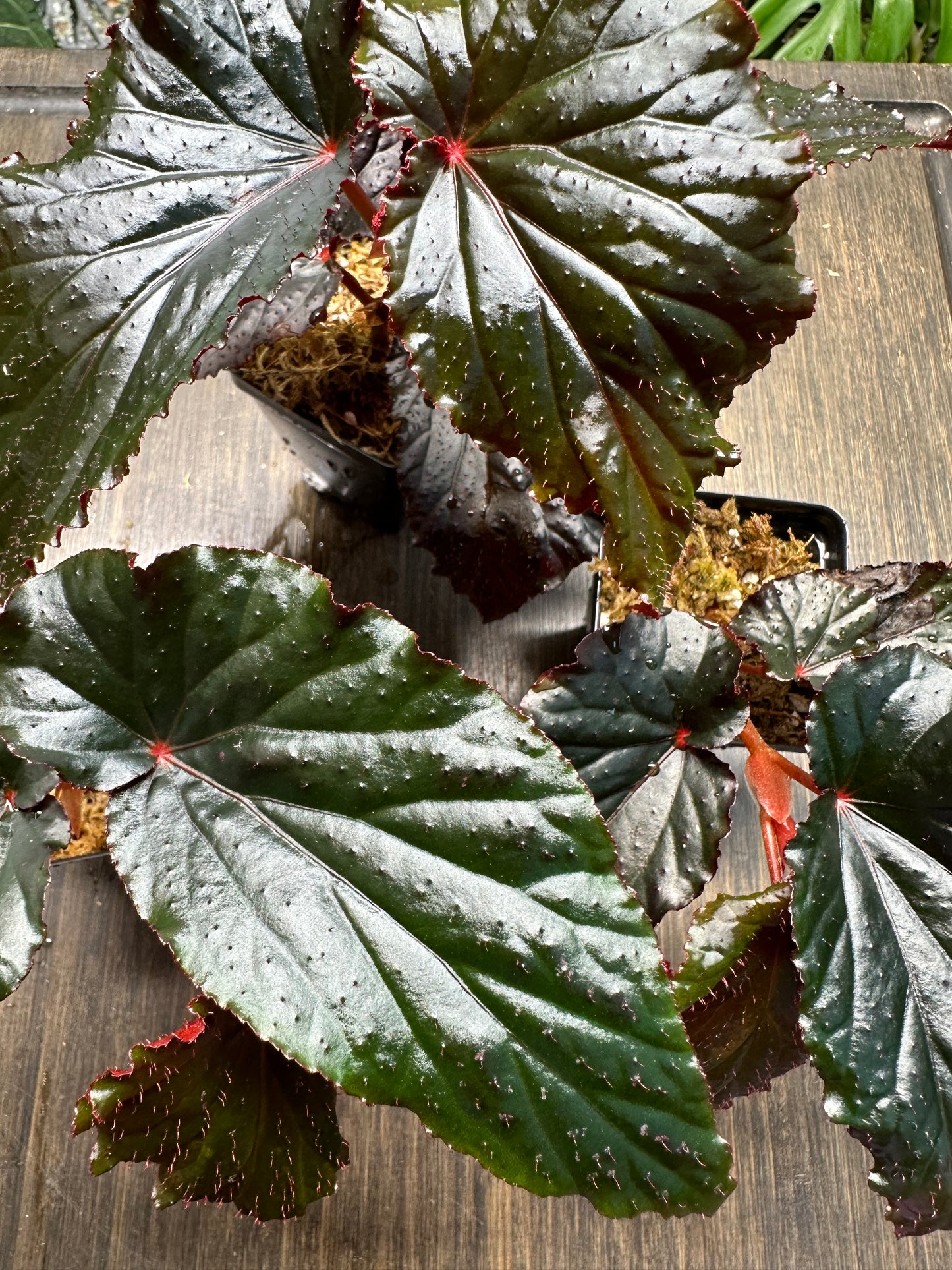 Begonia Arabian Sunset