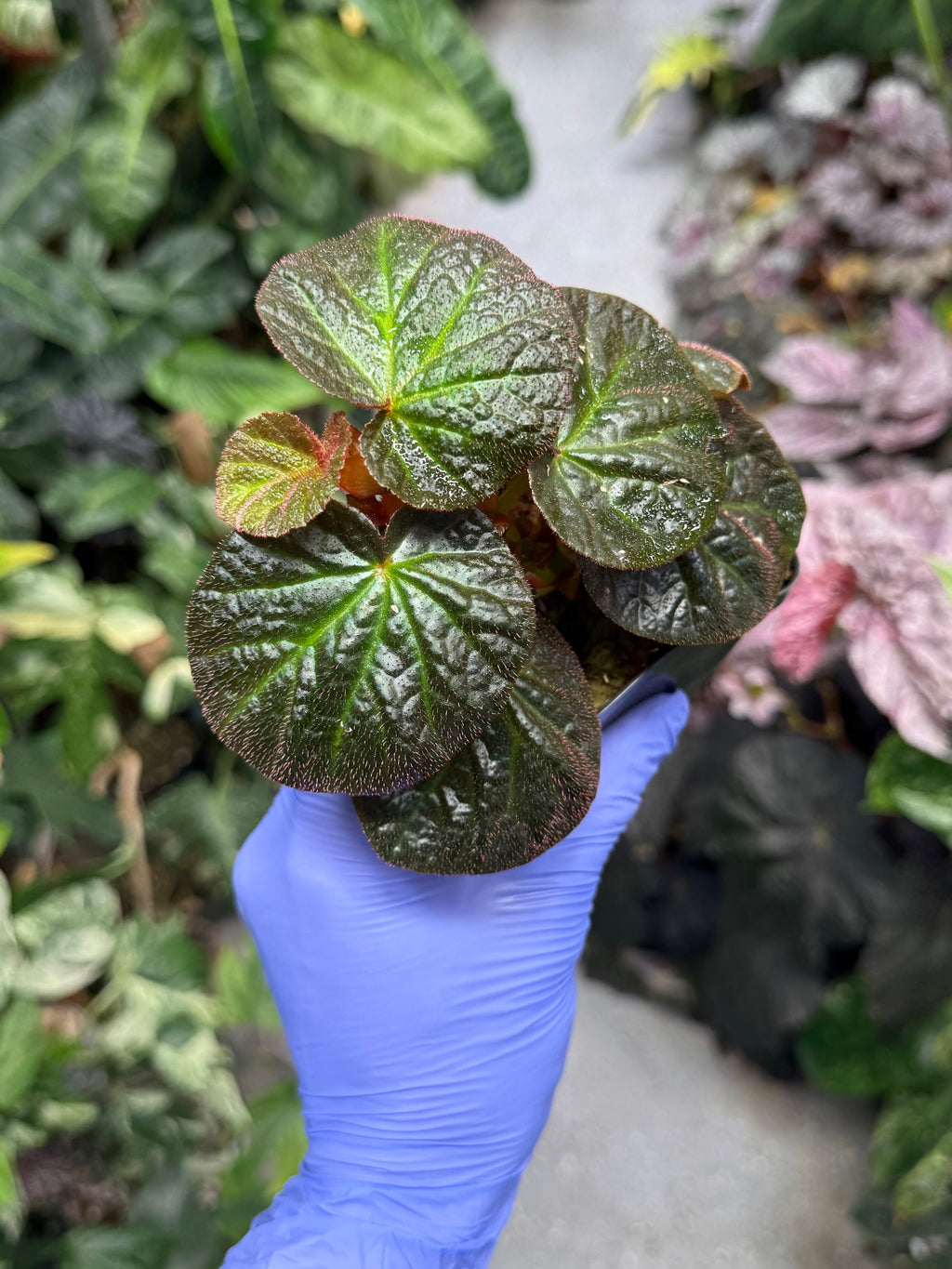 Begonia Manaus