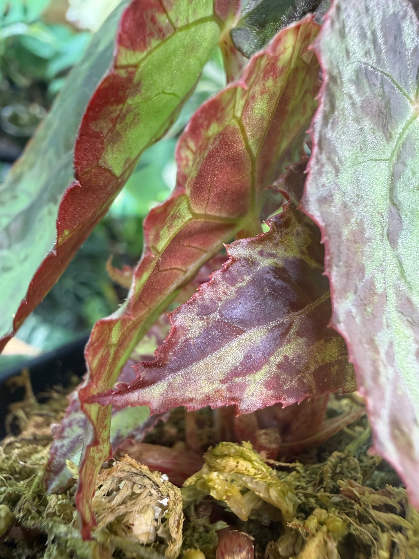 Begonia Burkillii