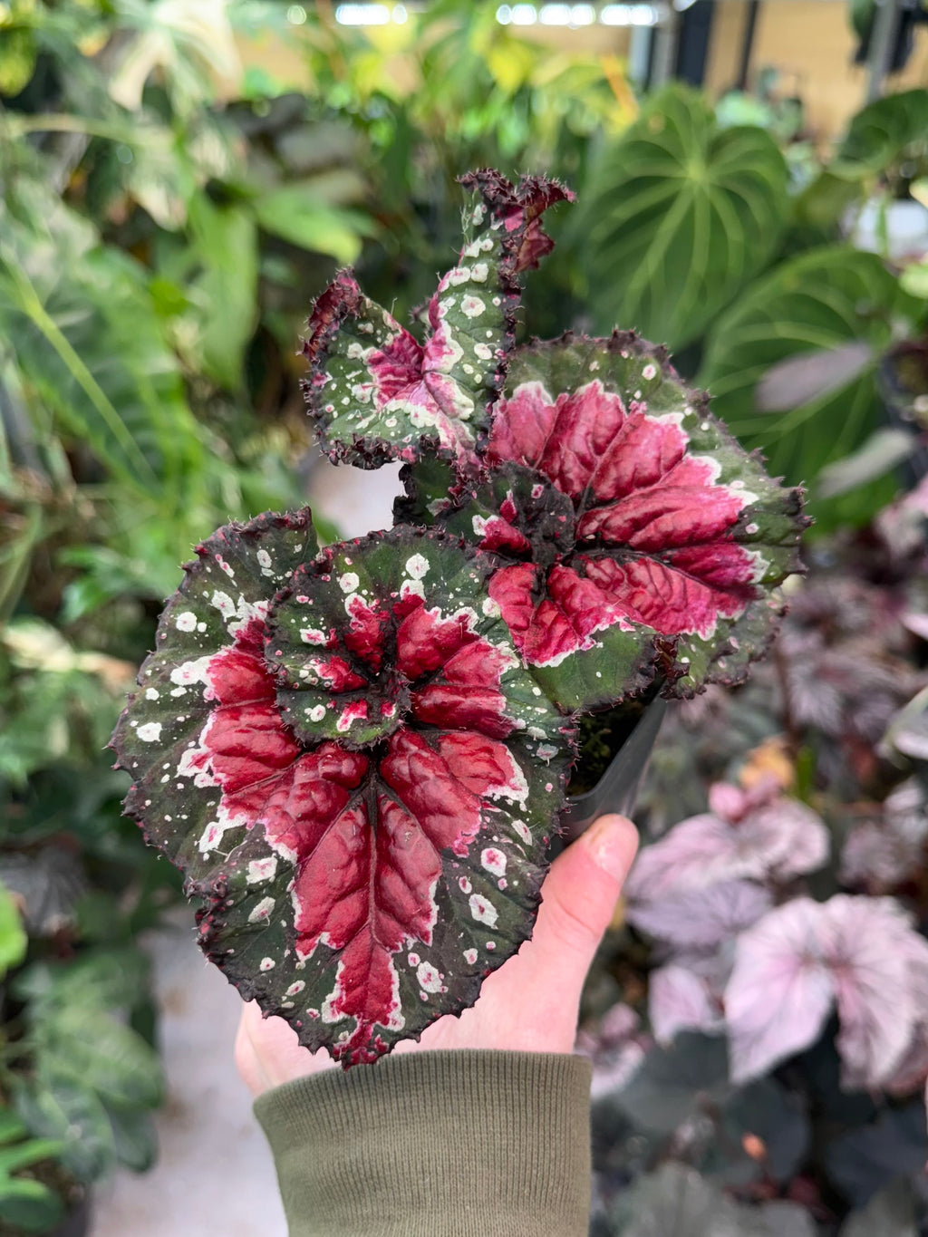 Begonia Macarena