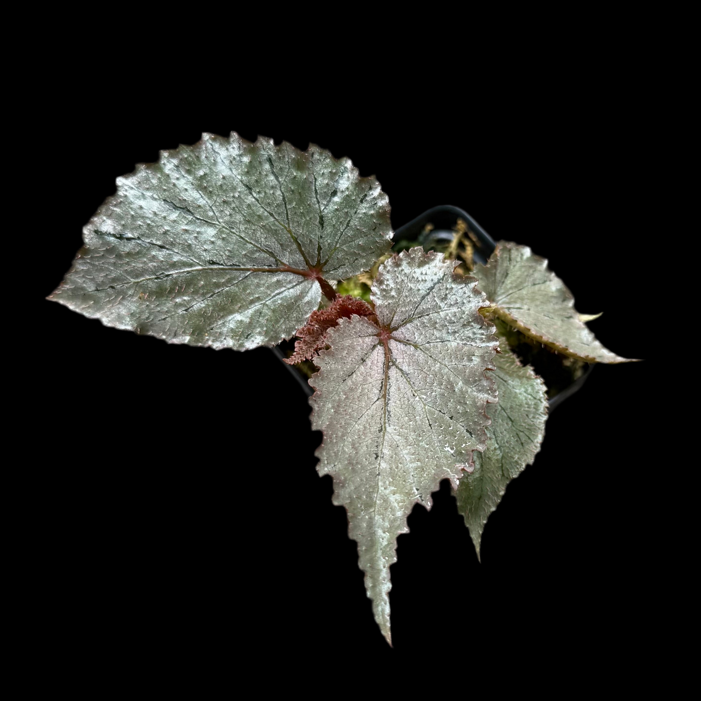 Begonia U549