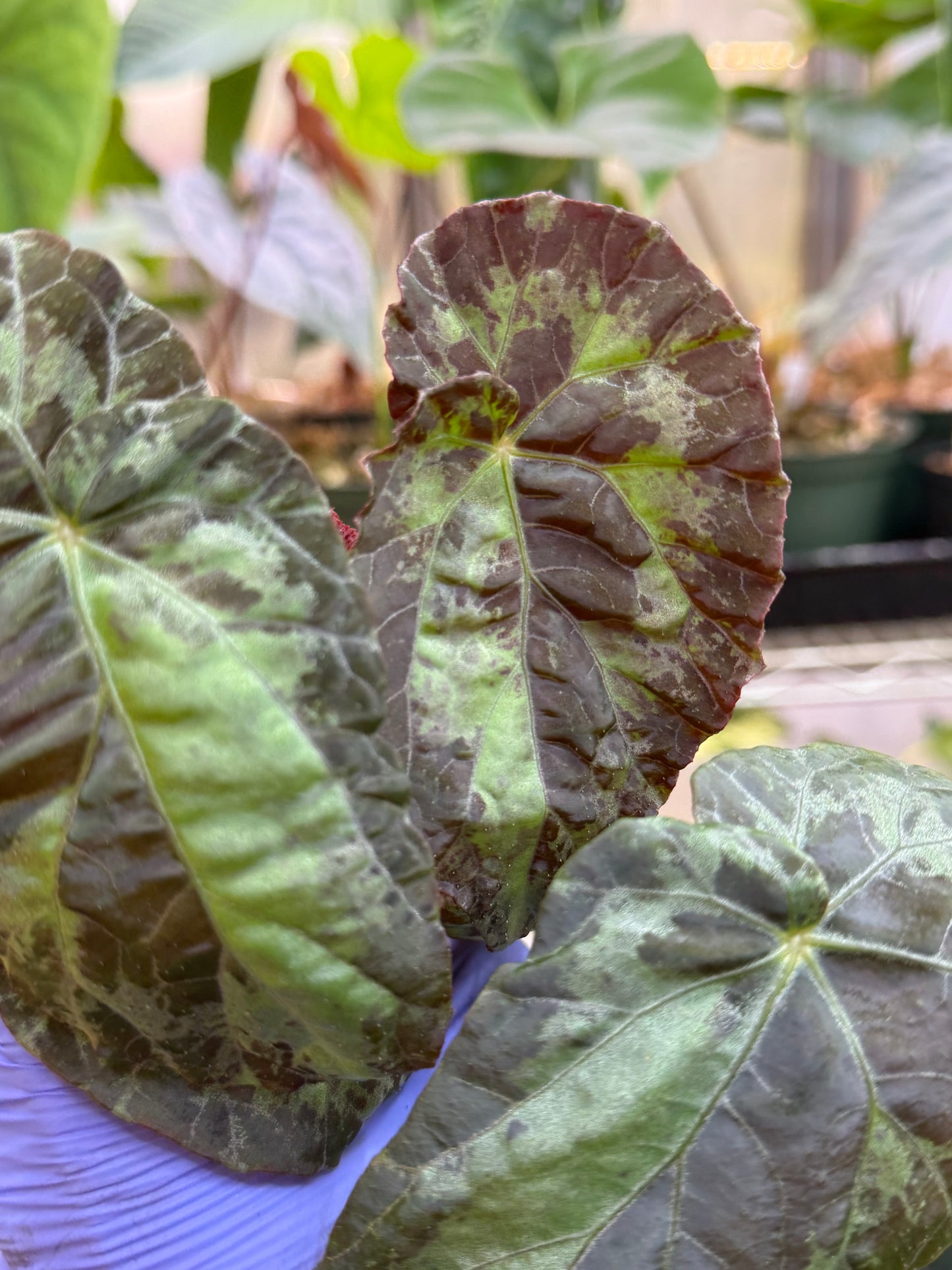 Begonia Burkillii
