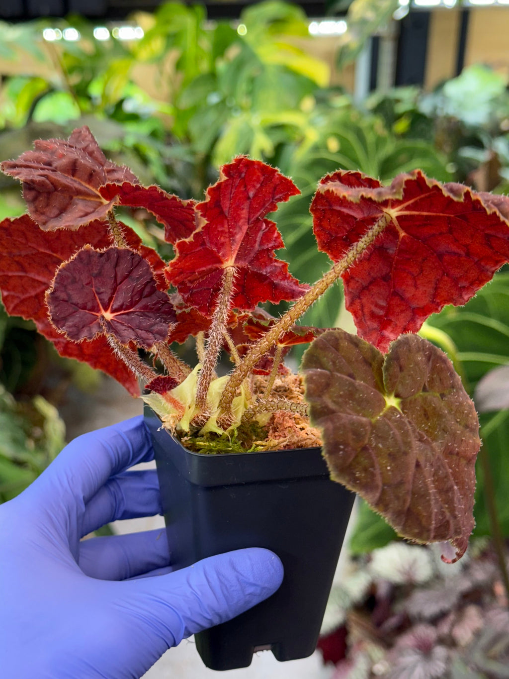 Begonia Autumn Ember