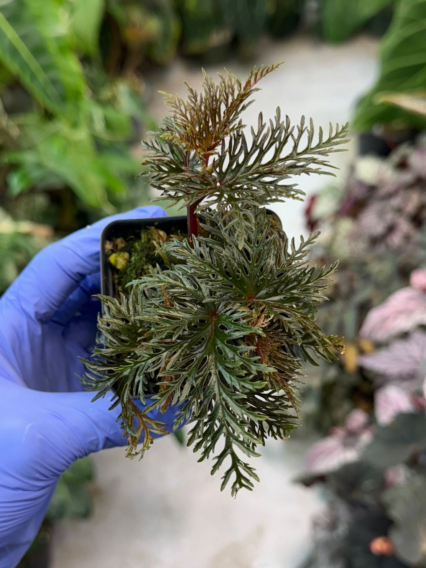 Begonia bipinnatifida