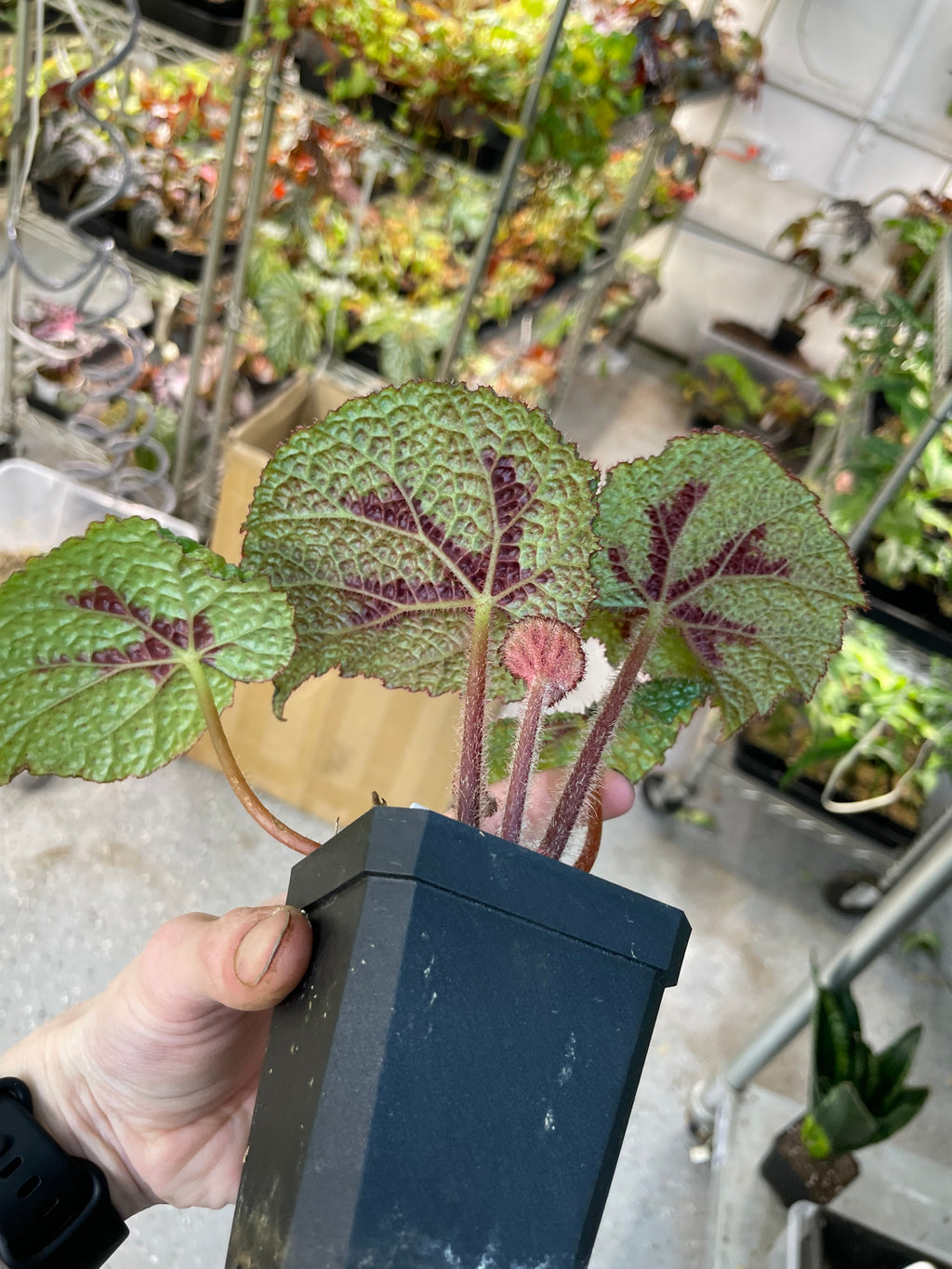 Begonia Masoniana Tricolor