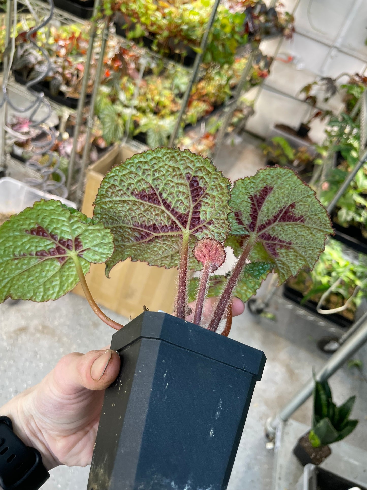 Begonia Masoniana Tricolor