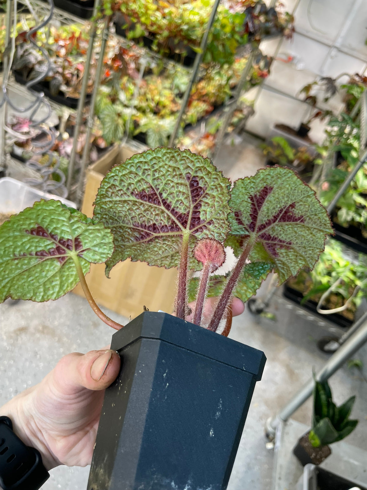 Begonia Masoniana Tricolor
