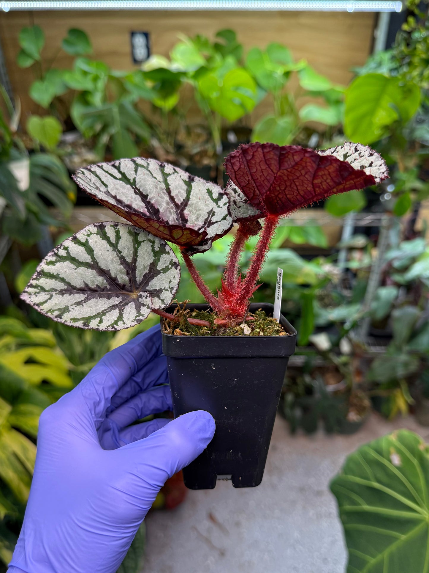 Begonia Fedor