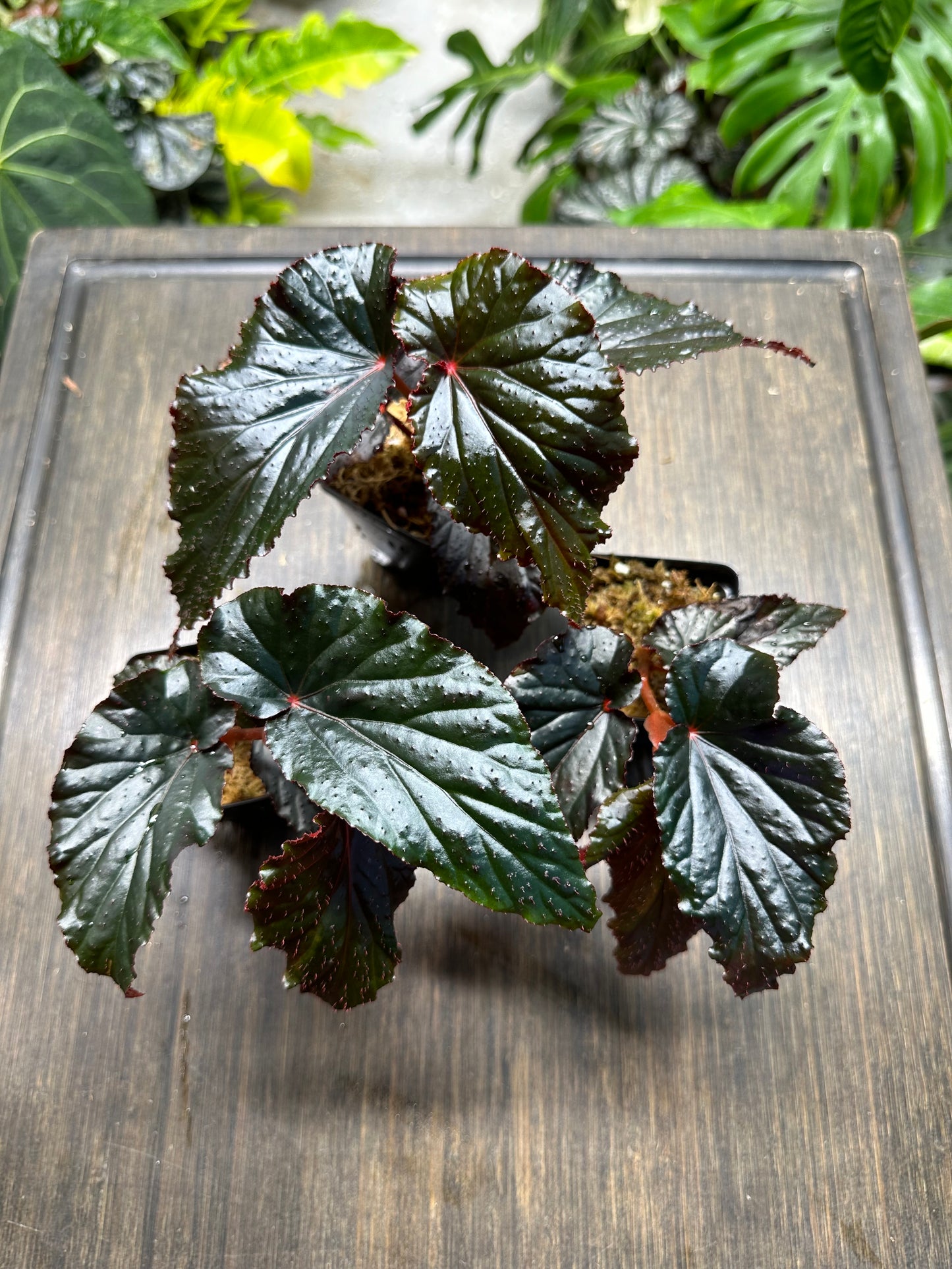 Begonia Arabian Sunset