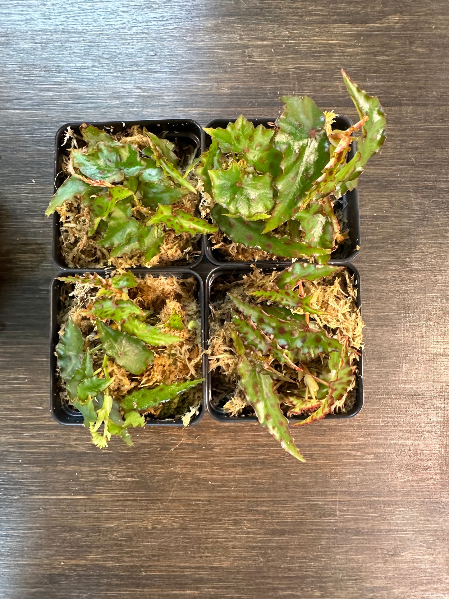 Begonia Amphioxis