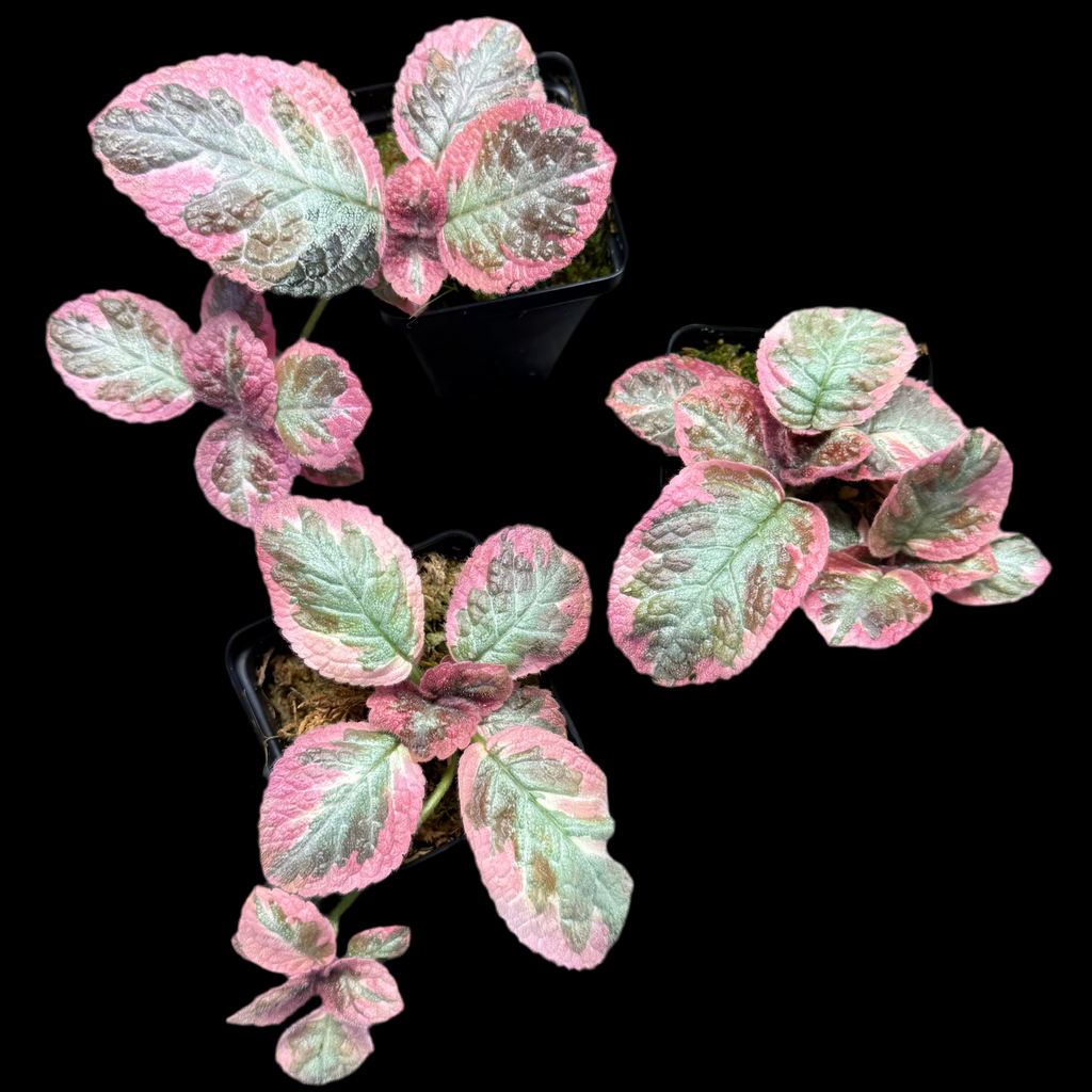 Episcia ‘Cleopatra’