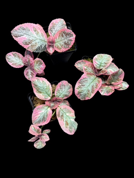 Episcia ‘Cleopatra’