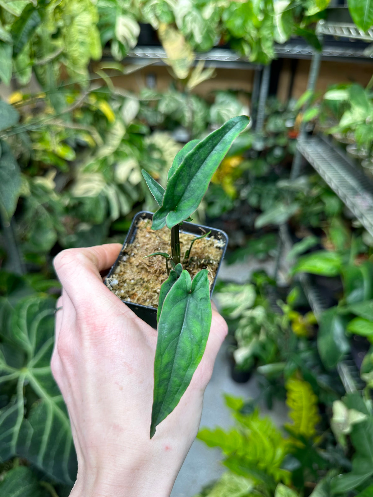 Syngonium Lance Leaf